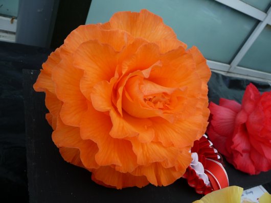 B. ‘Helen Jessica’